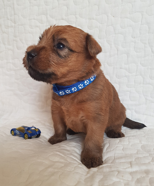 Blues Shanghai Terraloka aka Kai, male